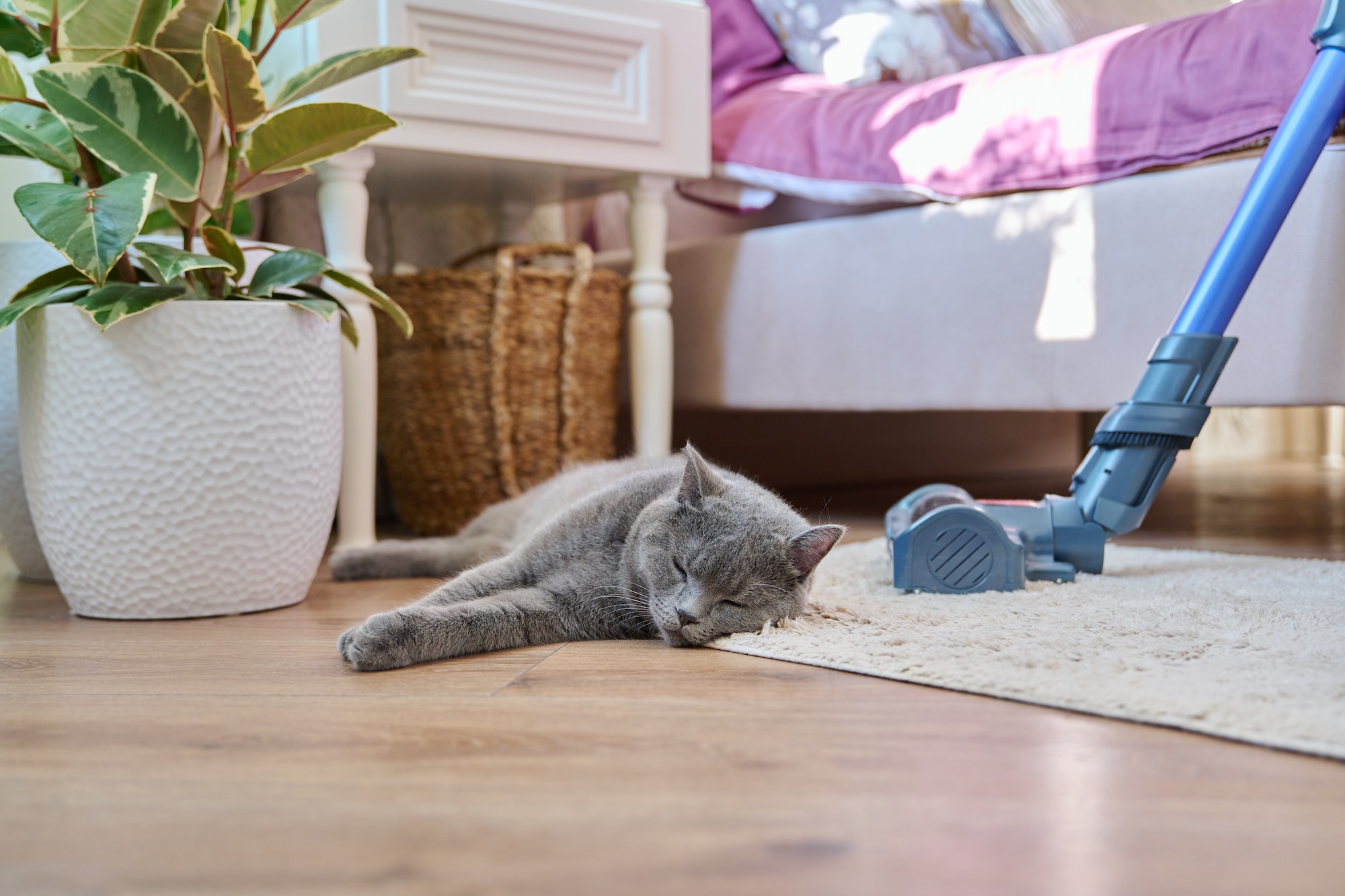 Cleaning house with vacuum cleaner, female with pet cat